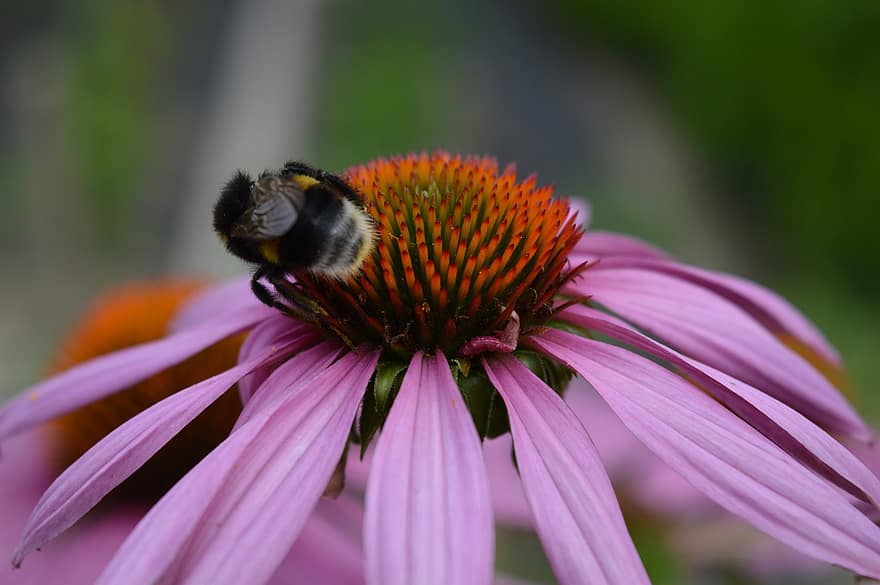 bombus arısı-, tozlaşma, böcek, kanatlar, çiçek, yaprakları, Bahçe, bitki örtüsü, botanik