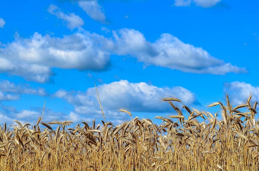 grâu, cereale, agricultură, cer, nori, natură, vară, albastru, rural, fermă, luncă