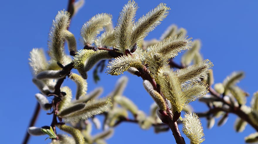 Willow Catkin, Spring, Flowers, Bloom, Tree, Nature, Sky, close-up, plant, summer, leaf