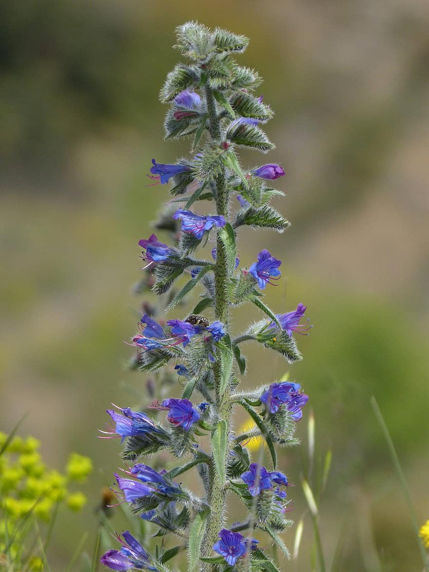 Viborera, yhteiset bugloss, hunajan imurit, sininen ruoho, lehmän kieli, echium vulgare, lähikuva, kukka, kesä, kasvi, violetti