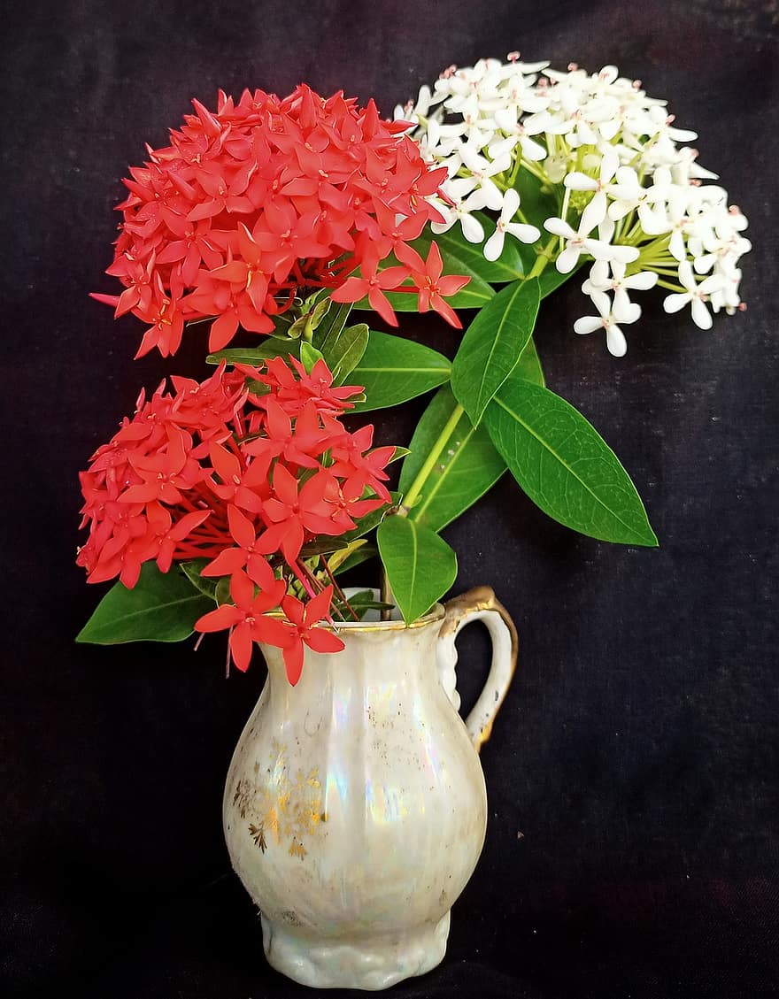 bunga-bunga, vas, bunga merah, kelopak, kelopak merah, dedaunan, berkembang, mekar, flora