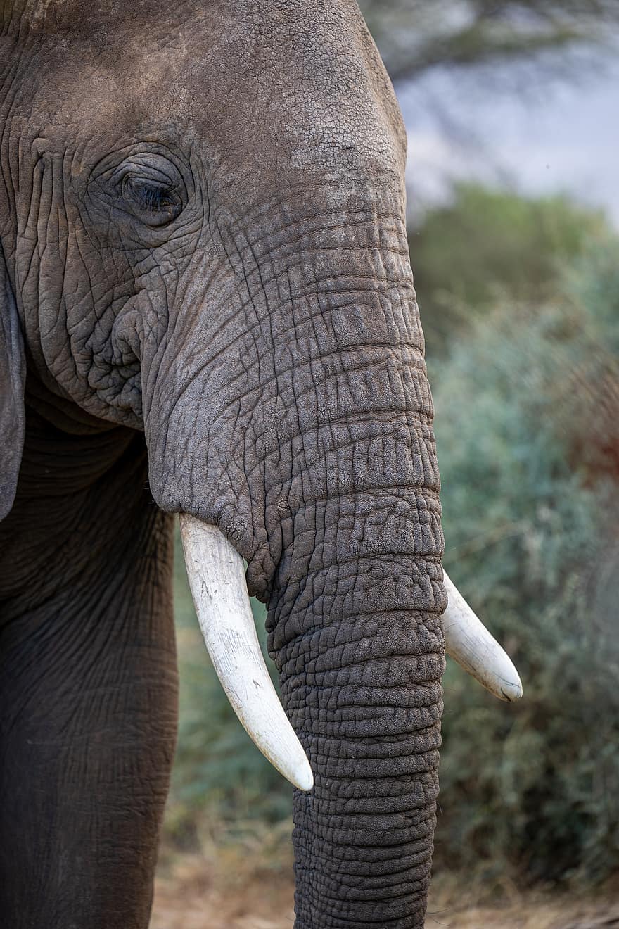 бивник, слон, животно, бозайник, природа, африка, дивата природа, африкански, слонова кост, багажник, див