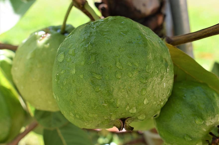 guavas, augļi, ēdiens, svaiga, veselīgi, nogatavojies, bioloģiski, salds, ražot, ražu, rasas pilieni