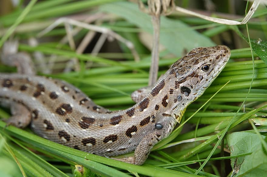 Sand Lizard, Lizard, Reptile, Creeping Animal, Dandruff, Animal, Nature, close-up, animals in the wild, snake, green color