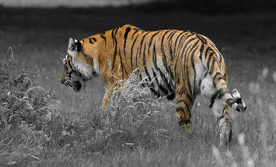 amur tiger, rovdjur, jägare, tiger, natur, djur-, vilda djur och växter, farlig, ränder, fä, vild
