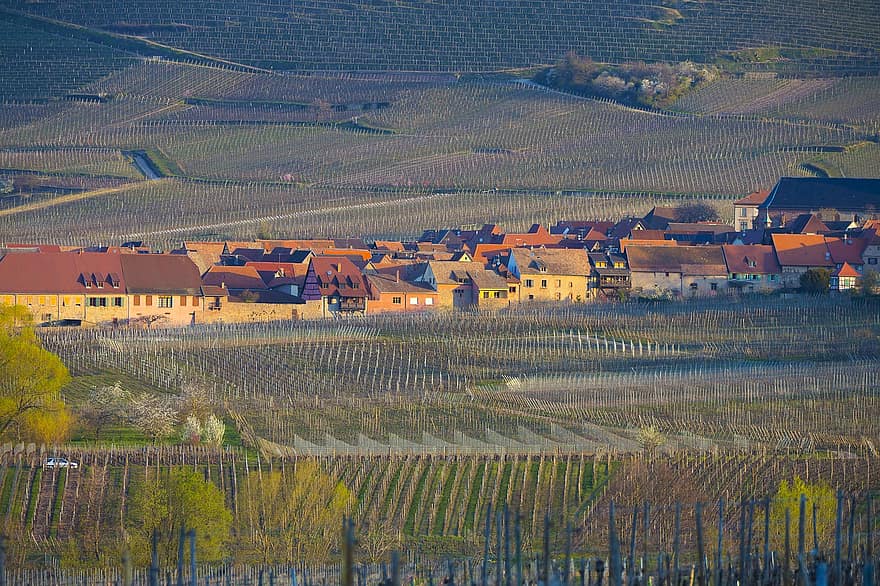 Wieś, Francja, winnica, haut-rhin, rolnictwo, scena wiejska, gospodarstwo rolne, produkcja wina, winogrono, krajobraz, wino