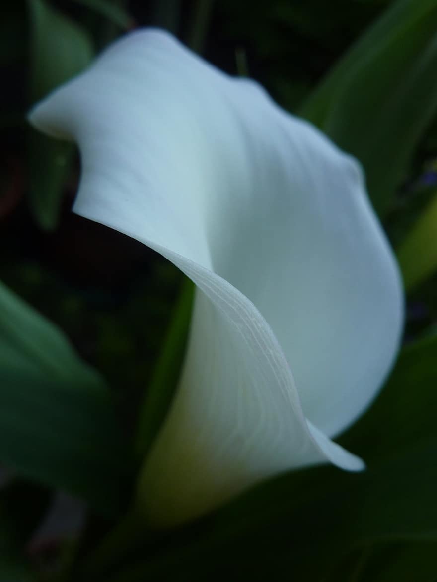 Calla Lilie, Blume, Pflanze, weiße Blume, Arum Lilie, blühen, Garten, Natur