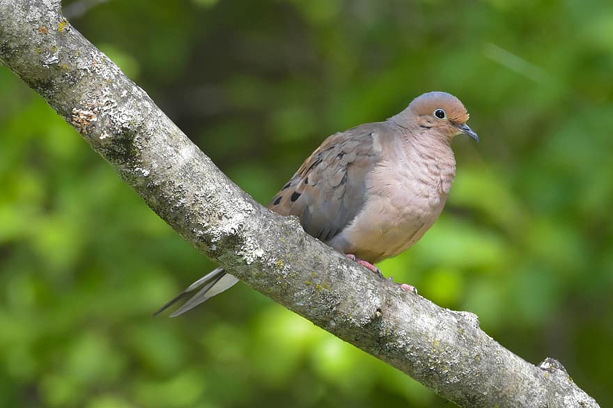 Mourning Dove, Bird, Bird Perched On A Branch, Branch, Perched, Nature, Forest, Woods, Wilderness, Wildlife, Bokeh