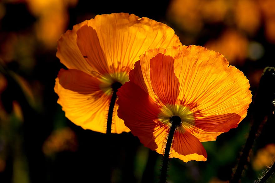 bunga poppy oranye, bunga poppy, bunga oranye, bunga-bunga, tanaman, taman, hortikultura, botani, flora, musim semi