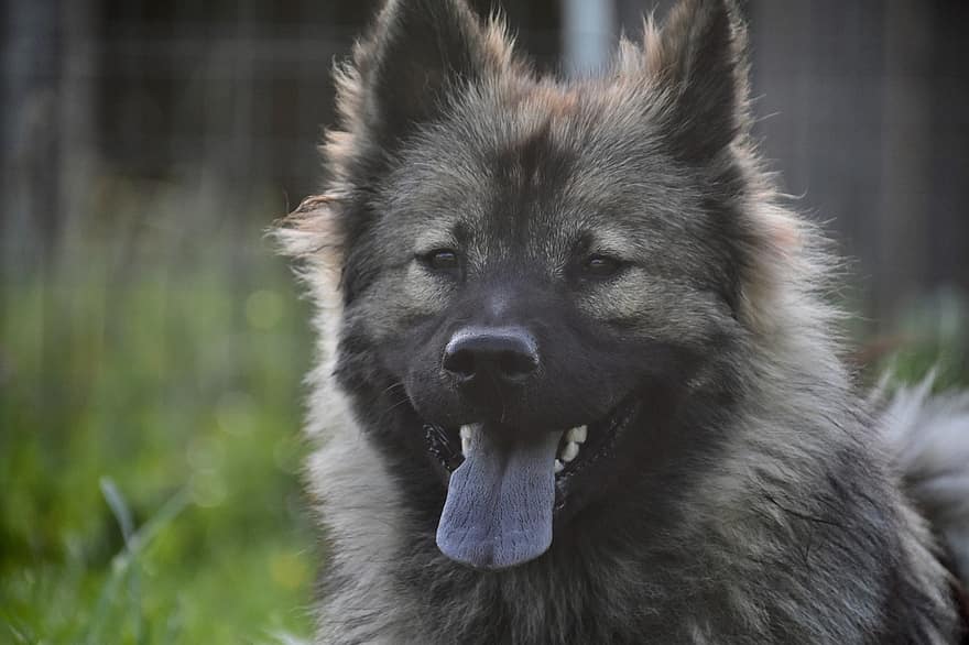 hund, hund eurasier, Hunhund Plinnblå, hund med sort maske, dyr, vovse, hunde, yndig, sort trøffel, tungehund blå farve