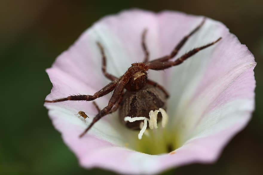 Flower, Spider, Insect, Animal, Close Up, Macro, Flora, Fauna, Bloom, close-up, arachnid