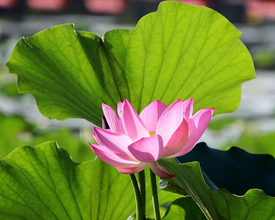 Lotus, Blume, Lotus Blume, pinke Blume, Blütenblätter, rosa Blütenblätter, blühen, Wasserpflanze, Flora, Blatt, Pflanze