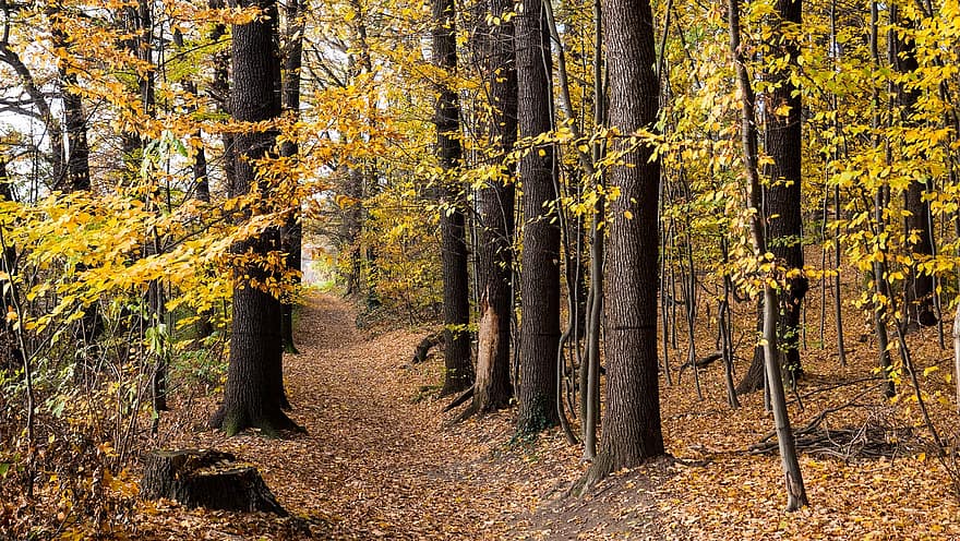 mežs, ceļš, rudenī, lapas, zaļumi, kritums, koki, meži, meža ceļš, ainavu, raksturs