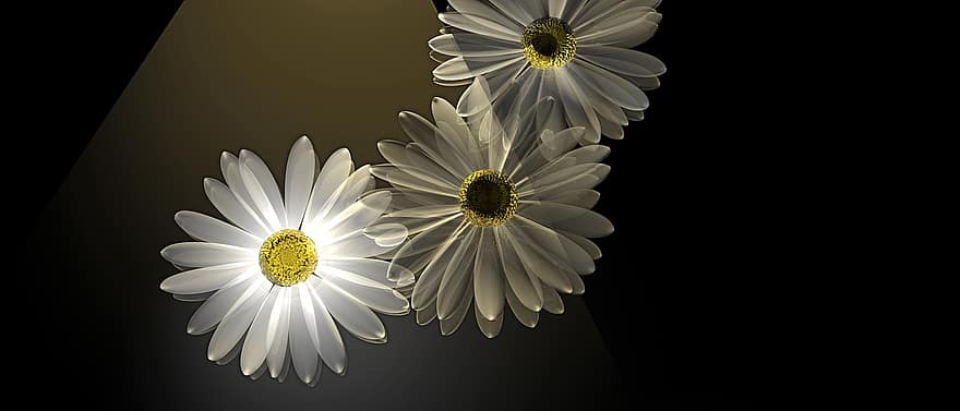 Marguerite, fleurs, printemps, lumière