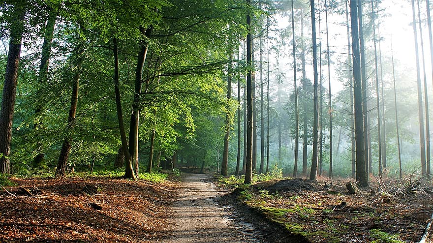 Forest, Trees, Trail, Path, Pathway, Landscape, Nature, Outdoors, Scenic, Foggy, Morning