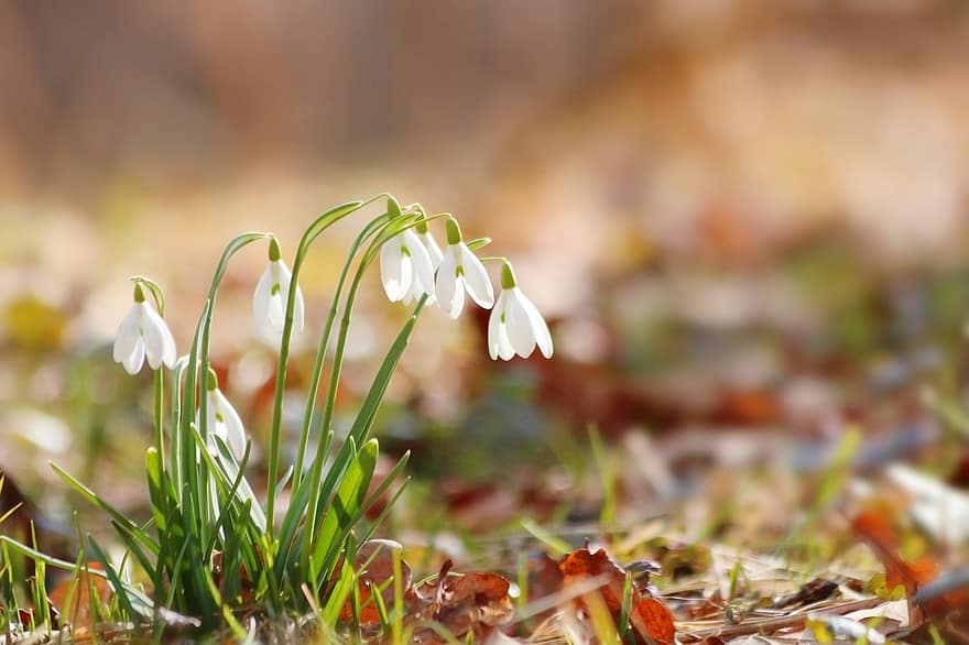 Snowdrops, Flower Bulbs, White Flowers, Wildflowers, Spring, Flowers, plant, close-up, flower, springtime, green color