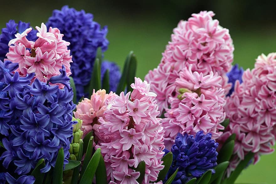 Hyacinth, Flowers, Spring, Nature, Closeup, Bloom, Blossom, Botany, Growth, flower, plant