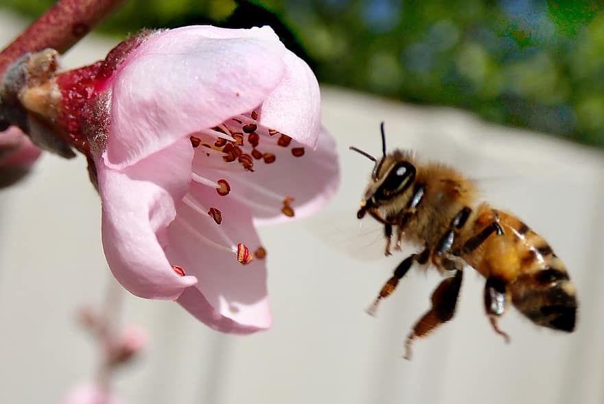 蜂、昆虫、飛行、花、ピンクの花、咲く、開花ツリー、庭園