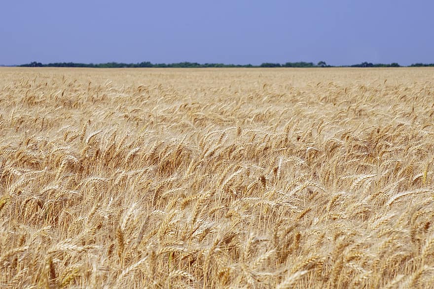 blé, champ, agriculture, céréales