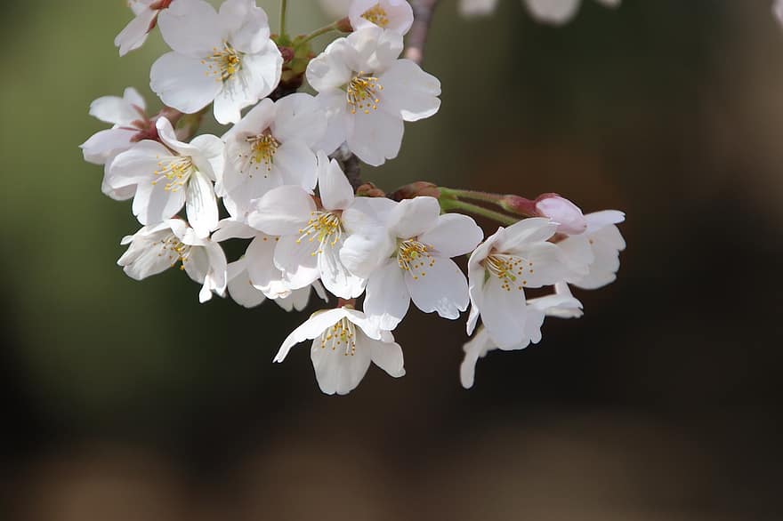 flores de cerejeira, flores, Primavera, sakura, flora, Árvore de cereja, temporada de primavera, flores brancas, flor, Flor, ramo
