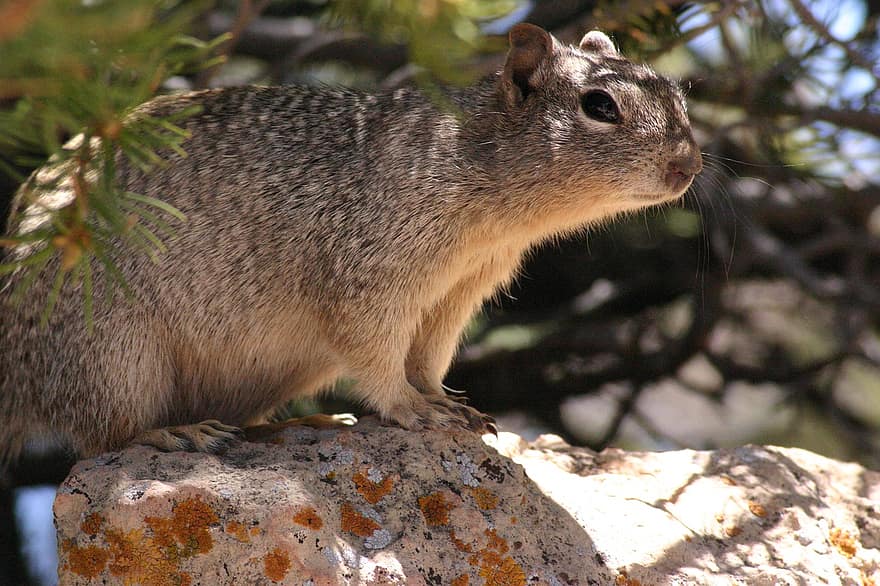 Ground Squirrel, Squirrel, Rodent, Animal, Small Animal
