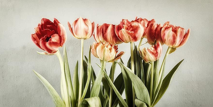 las flores, tulipanes, ramo de flores, primavera, floración, florero, pétalos, flor, tulipán, planta, cabeza de flor