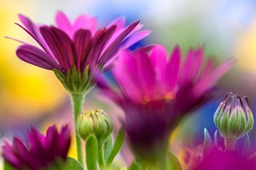 Daisy, violetinės gėlės, gėlė, žiedas, žydi, sodas, pavasaris, pobūdį, spalvotas, rožinis, augalų