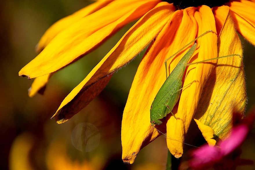 ตั๊กแตน, แมลง, ดอกไม้สีเหลือง