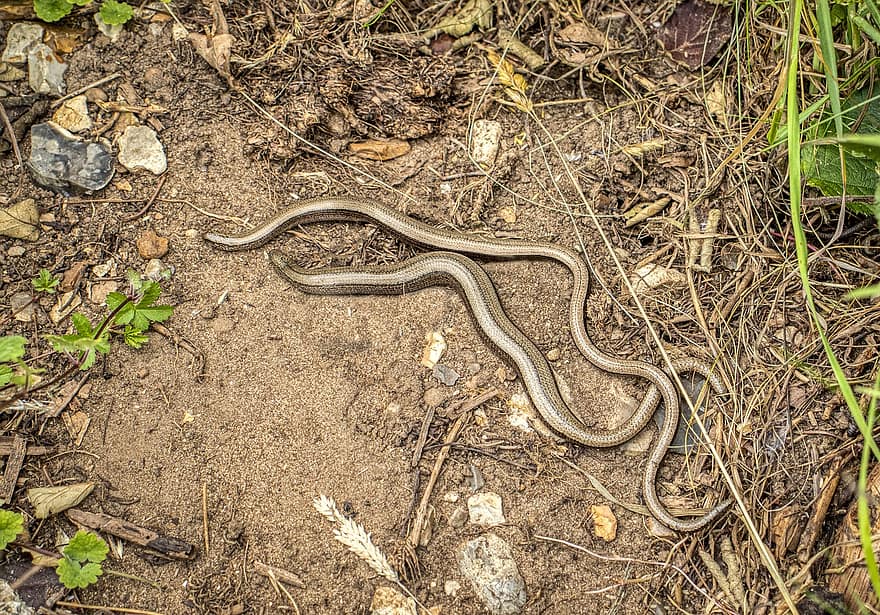 Slow Worms, Deaf Adders, Blindworms, Reptiles