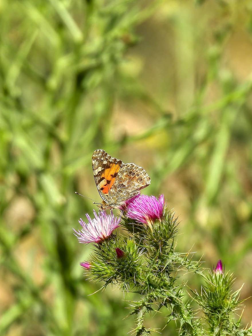 thistle, butterfly, pollination, close-up, insect, flower, multi colored, summer, macro, green color, plant