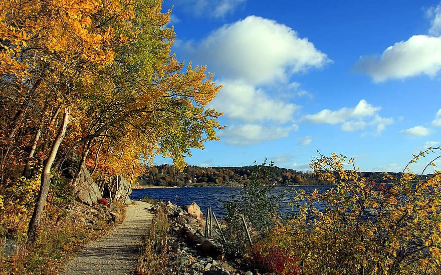 rudenį, kelias, ežeras, medžiai, miškas, takas, ruduo, sezoną, lapija