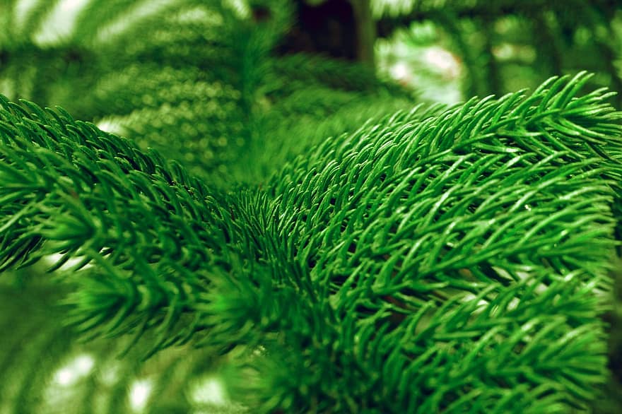 natuur, landschap, blad, groen, boom, Bos, palm, bangladesh, dhaka, groene kleur, detailopname