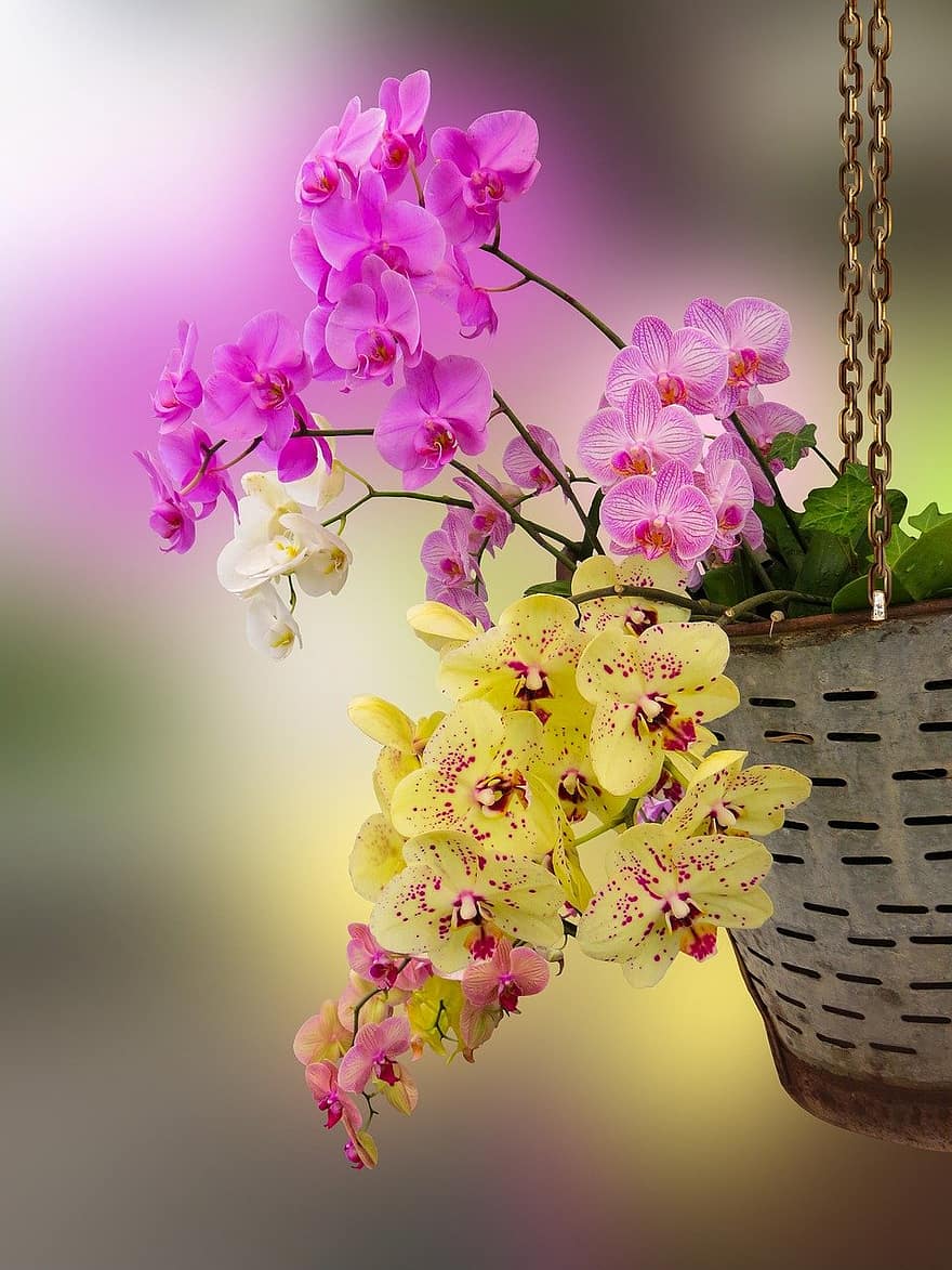 орхидеи, цветя, висяща кошница, растение, кошница, листенца, разцвет, флора, природа, цвете, едър план