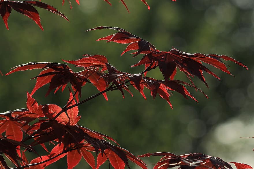 maple merah, daun maple, fan maple, lampu latar, Jepang, cabang, suasana hati, alam, daun, musim gugur, pohon