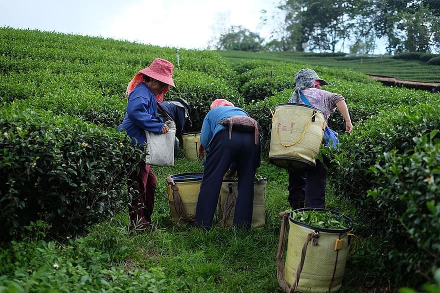 фермеры, сбор урожая, чайная плантация, чайные растения, растения, работники фермы, плантация, ферма, сельская местность, природа