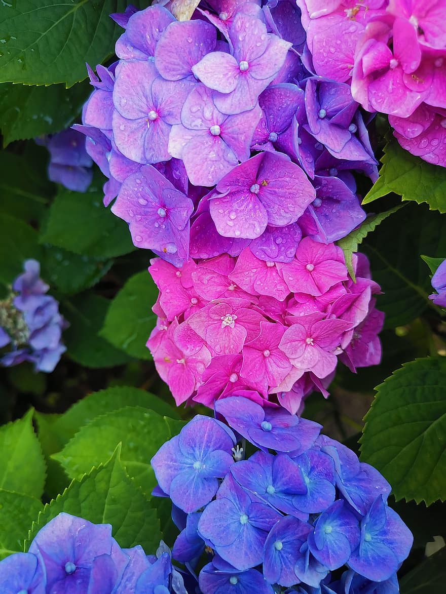 hortensia, planta, floraciones, jardín, multicolor, púrpura, rosado, hoja, de cerca, verano, flor