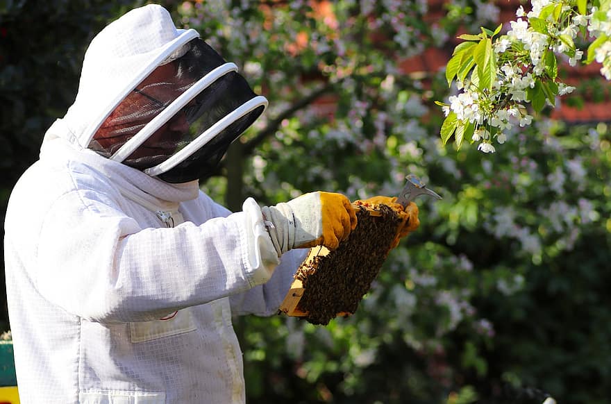 mehiläishoitaja, mehiläiset, hunaja, hunajakenno, mehiläishoidon, mehiläinen, hyönteinen, hunajamehiläinen, työskentely, miehet, mehiläispesä