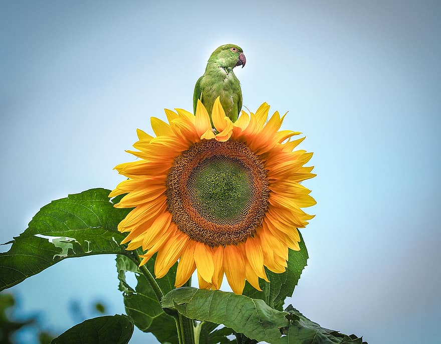 Sunflower, Ring-necked Parakeet, Ornithology, Bird, Species, Fauna, Avian, Animal, yellow, close-up, blue