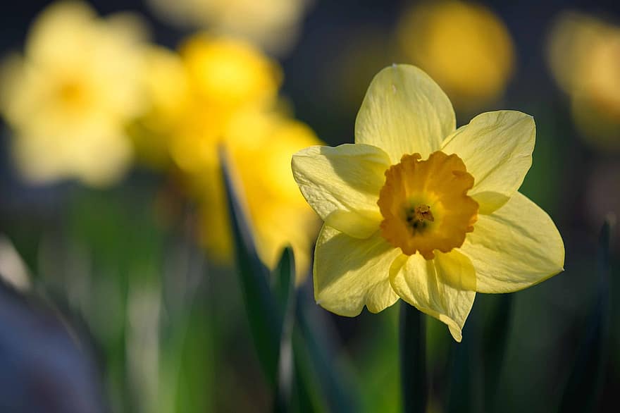 Flower, Daffodil, Nature, Garden, Spring, Seasonal, Petals, Growth, Botany, Flora, Blossom