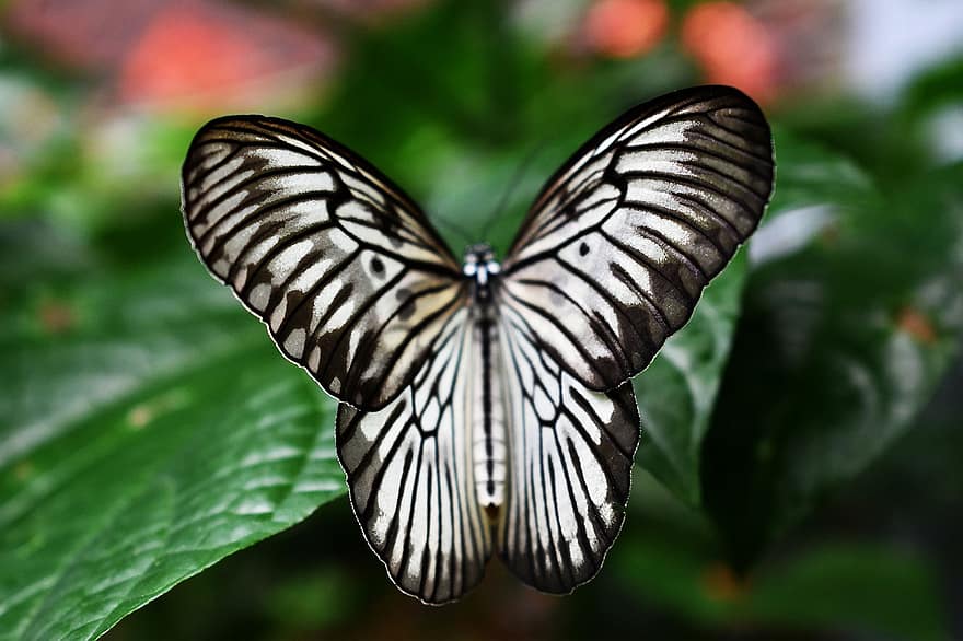 バタフライ、昆虫、翼のある昆虫、蝶の羽、動物相、自然、閉じる、マルチカラー、マクロ、緑色、夏