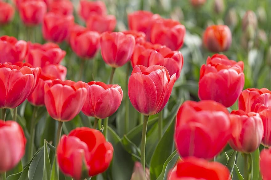 червоні тюльпани, забарвлення, червоний, цвітіння, сад, тюльпан