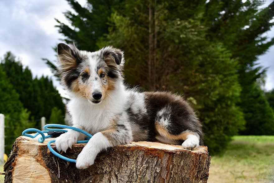 perro pastor de Shetland, perro, mascota, canino, animal, acostado, piel, hocico, mamífero, retrato de perro