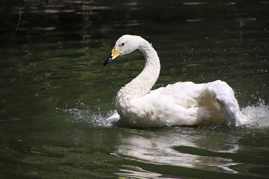 Swan, Bird, Pond, White Swan, Water Bird, Aquatic Bird, Waterfowl, Animal, Beak, Wings, Feathers
