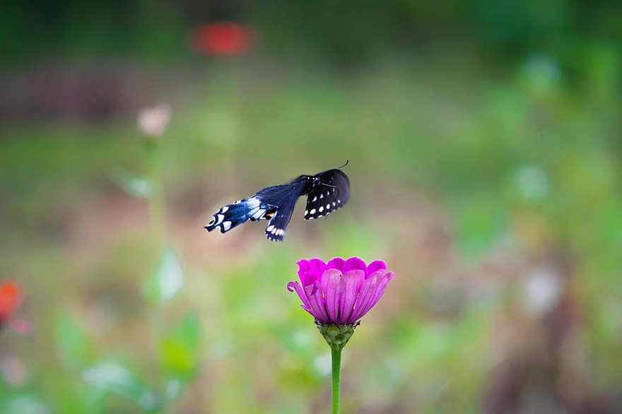 バタフライ、花、昆虫、翼のある昆虫、蝶の羽、咲く、フローラ、動物相、自然、閉じる、夏