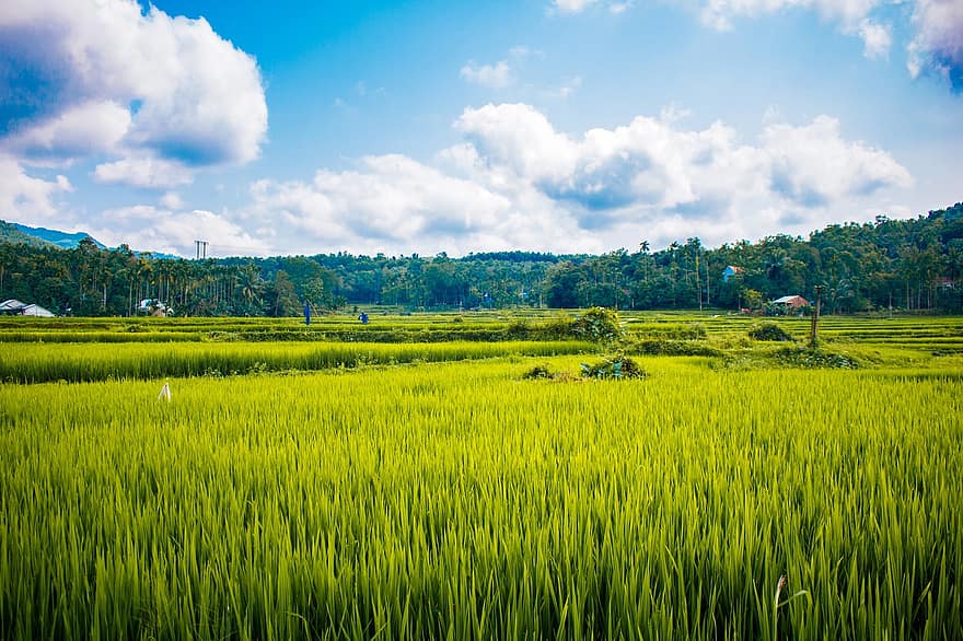 ris, felt, landlig, gård, avling, dyrket mark, risåker, landsbygda, landskap