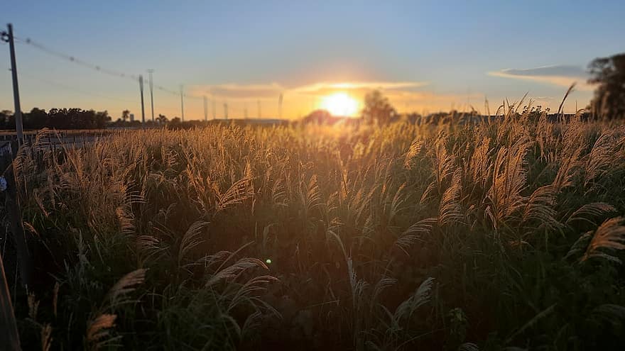 Sunset, Sol, Wheat, Agriculture, Nature, Landscape