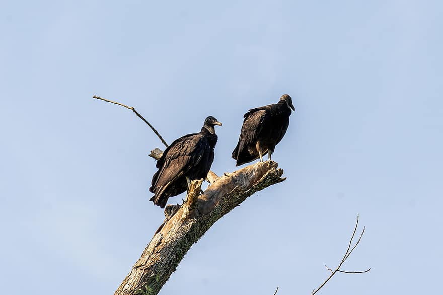 Vulturii negri, vulturi, vulturii, vultur, pasăre, natură, animal, pană, Raptor, captatori, penaj