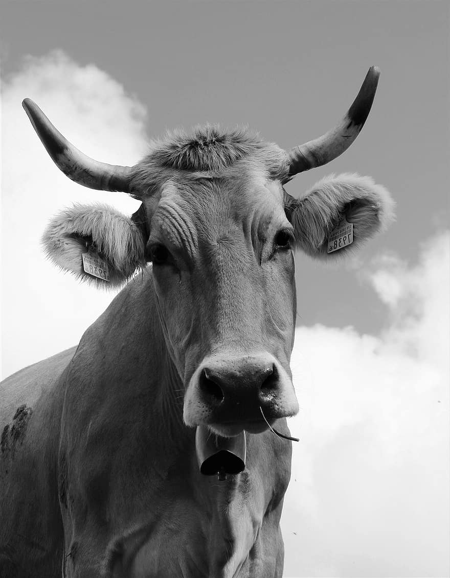 корова, крупный рогатый скот, животное, млекопитающее, домашний скот, рога, Альпы, природа, монохромный, ферма, сельская сцена