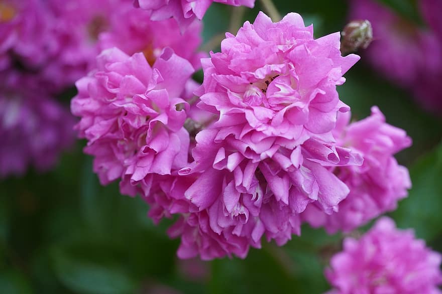 пион, розовый, цвести, цветение, природа, весна, Флора, летом, завод, сад, романтик