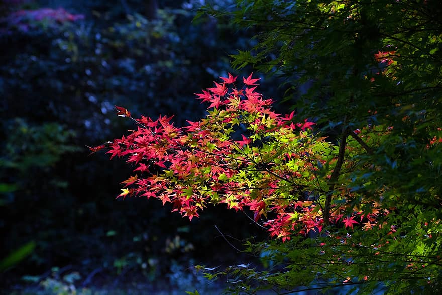 листя, дерева, ліс, падіння, осінь, барвисті, клен, флора, ботаніка, природи, світло